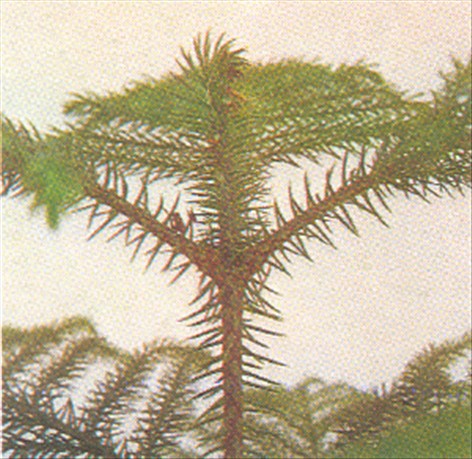 Stuegran - Araucaria excelsa - pasning