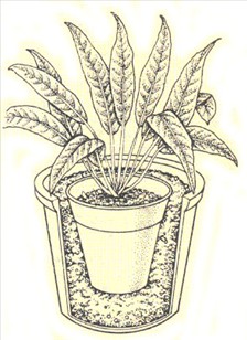 Fredslilje - Spathiphyllum wallisii - pasning