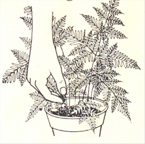 Kantbregne - Pteris tremula - pasning