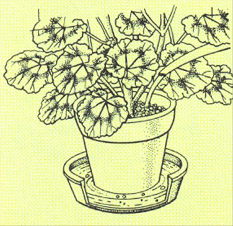 Pelargonie - Pelargonium - pasning