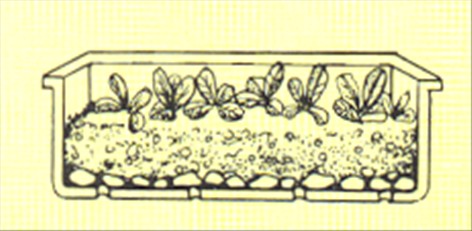 Enårige sommerblomster - pasning