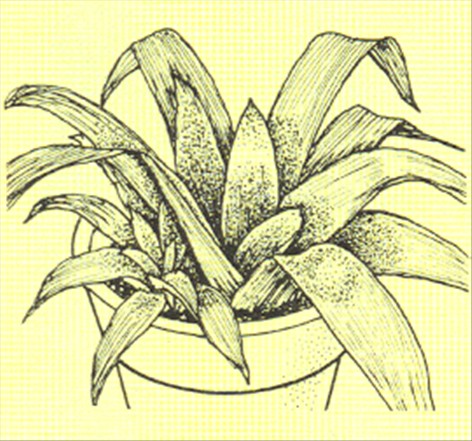 Neoregelia - Neoregelia carolinae - pasning