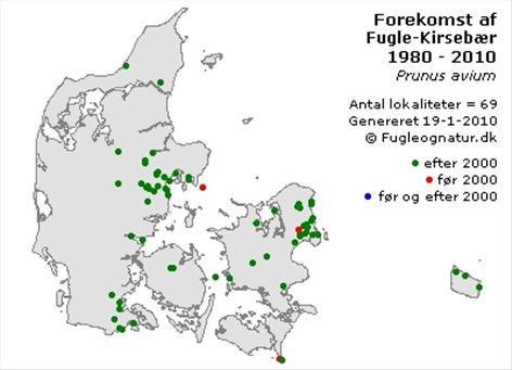 Kirsebær, søde - fugle-kirsebær - Prunus avium