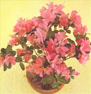 Stueazalea - Azalea indica - pasning