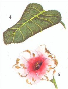 Gloxinia - Sinningia speciosa - pasning