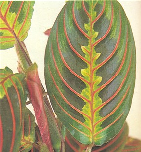 Fiskebensplante - Maranta og Calathea - pasning