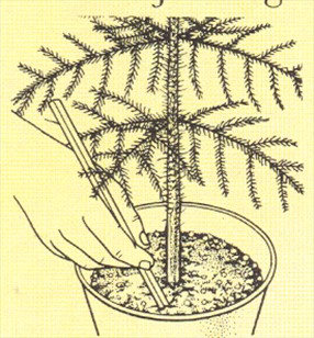 Stuegran - Araucaria excelsa - pasning