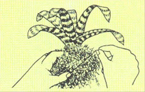 Fluesmækker - flammesværd - Vriesia splendens - pasning