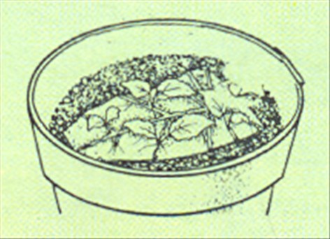 Bladbegonier - Begonia rex og Begonia masoniana - pasning
