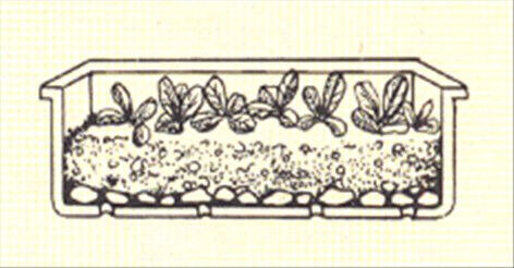 Spiralfrugt - Streptocarpus - pasning