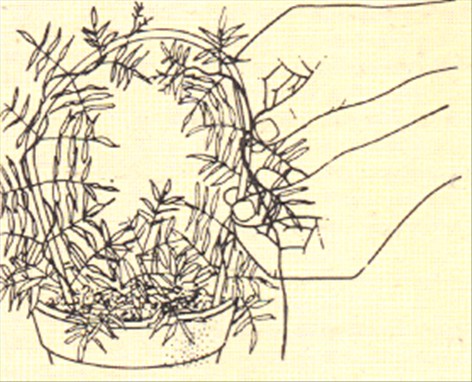 Jasmin - Jasminum polyanthum - pasning