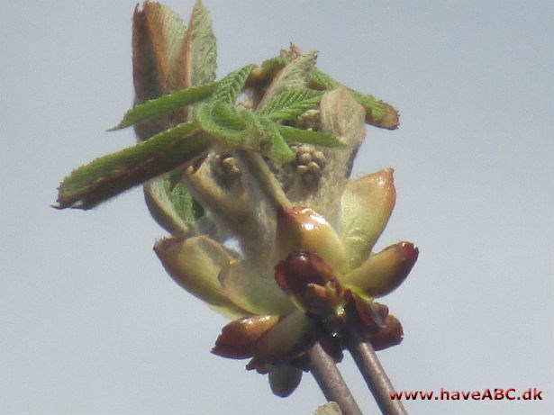 Kastanje, ægte - Castanea sativa