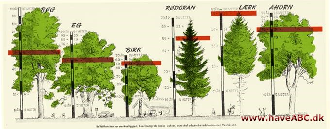 Træernes højde efter 50 år