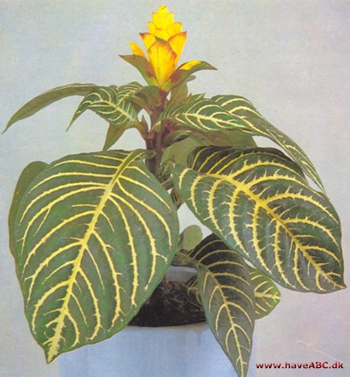 Aphelandra - Aphelandra squarrosa - pasning