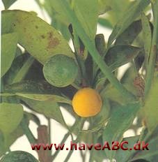 Appelsintræ - Citrus mitis - pasning