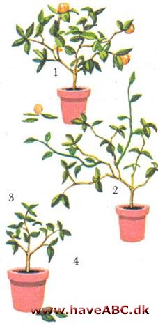 Appelsintræ - Citrus mitis - pasning