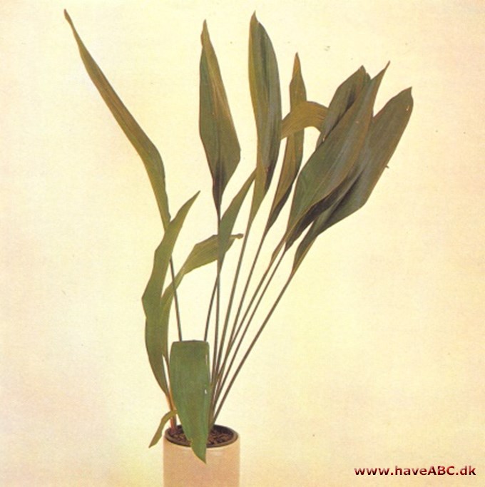 Aspidistra - Aspidistra elatior - pasning