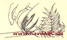 Bjergpalme - Chamaedorea elegans - pasning