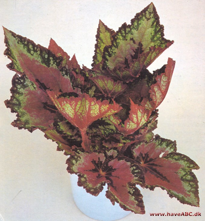 Bladbegonier - Begonia rex og Begonia masoniana - pasning