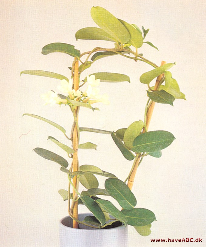 Duftranke - Stephanotis floribunda - pasning