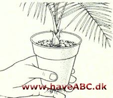 Dværg kokospalme – Cocos weddeliana - pasning