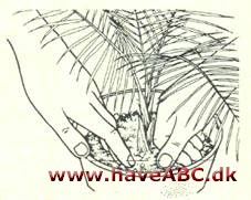 Dværg kokospalme – Cocos weddeliana - pasning