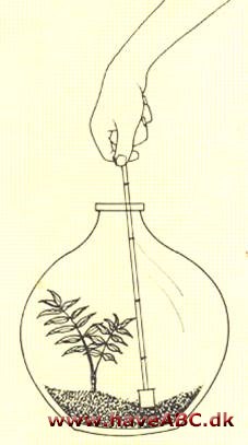 Dværg kokospalme – Cocos weddeliana - pasning