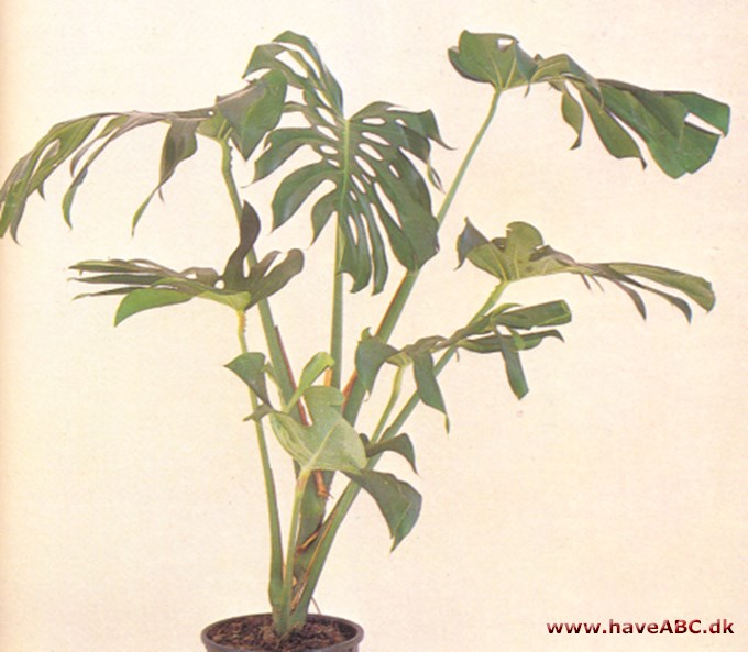 Fingerphilodendron - Monstera deliciosa - pasning