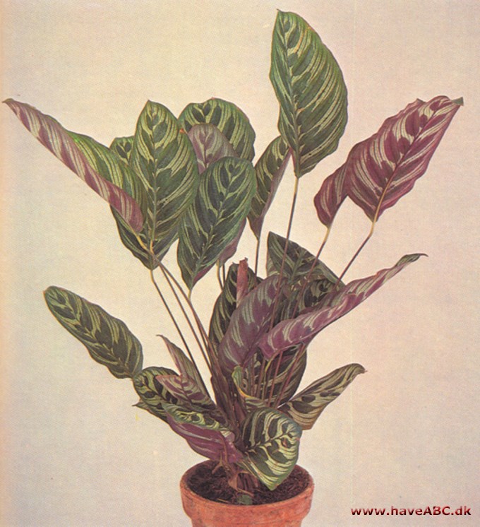 Fiskebensplante - Maranta og Calathea - pasning