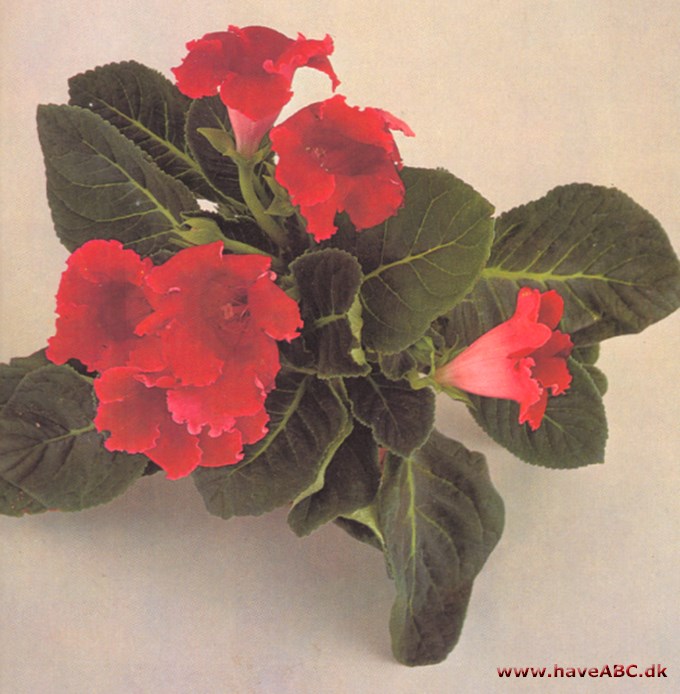 Gloxinia - Sinningia speciosa - pasning