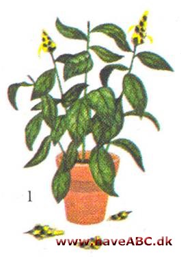 Guldtop - Pachystachys lutea - pasning