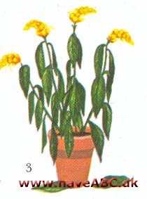 Guldtop - Pachystachys lutea - pasning