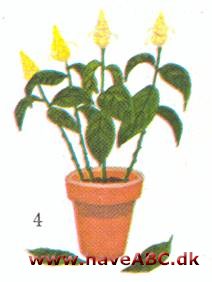 Guldtop - Pachystachys lutea - pasning