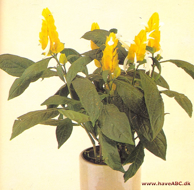 Guldtop - Pachystachys lutea - pasning