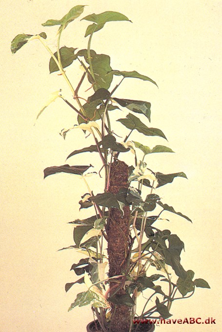 Gåsefod - Syngonium vellozianum - pasning