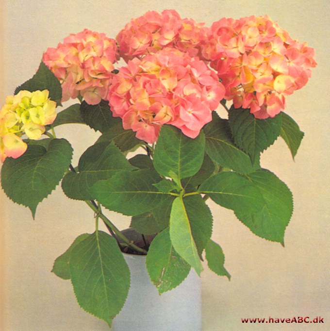 Hortensia - Hydrangea macrophylla - pasning