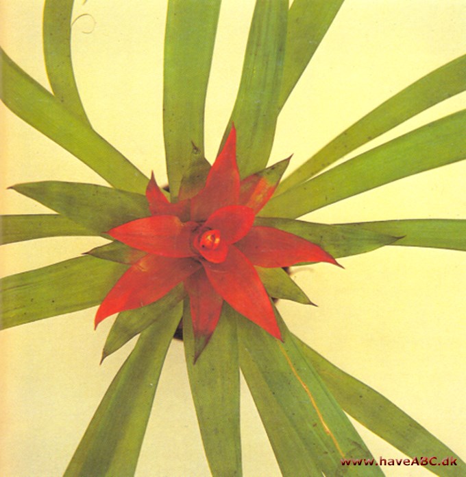 Juvelblomst - Guzmania minor - pasning