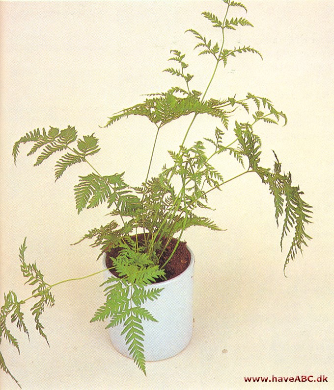 Kantbregne - Pteris tremula - pasning