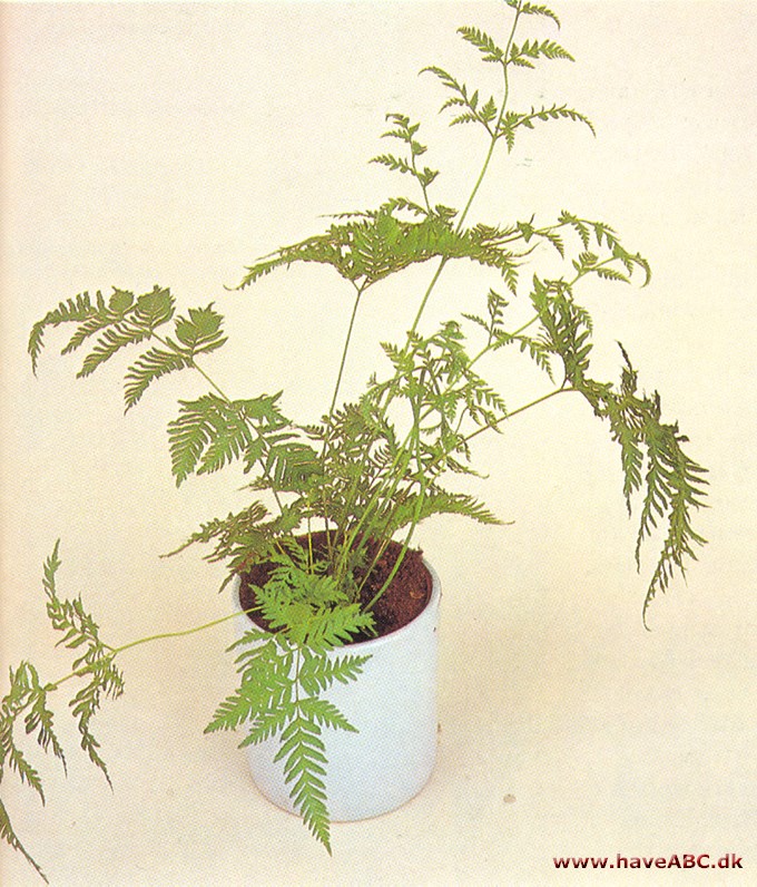 Kantbregne - Pteris tremula - pasning