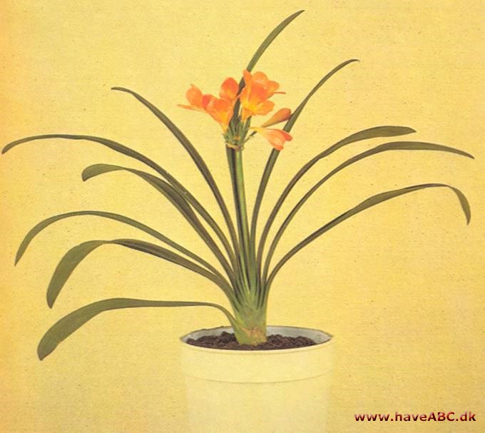 Klivia - Clivia miniata - pasning