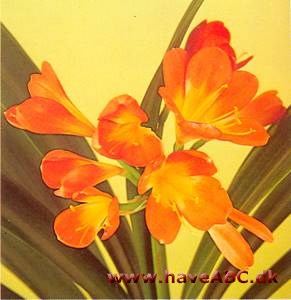 Klivia - Clivia miniata - pasning