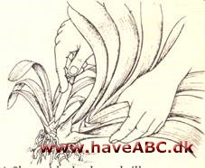 Klivia - Clivia miniata - pasning