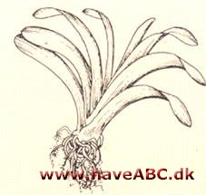 Klivia - Clivia miniata - pasning