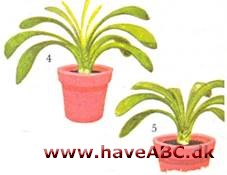 Klivia - Clivia miniata - pasning