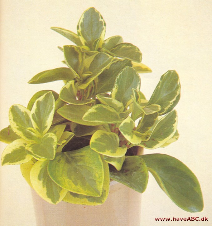 Musehaleaks - Peperomia magnoliaefolia - pasning