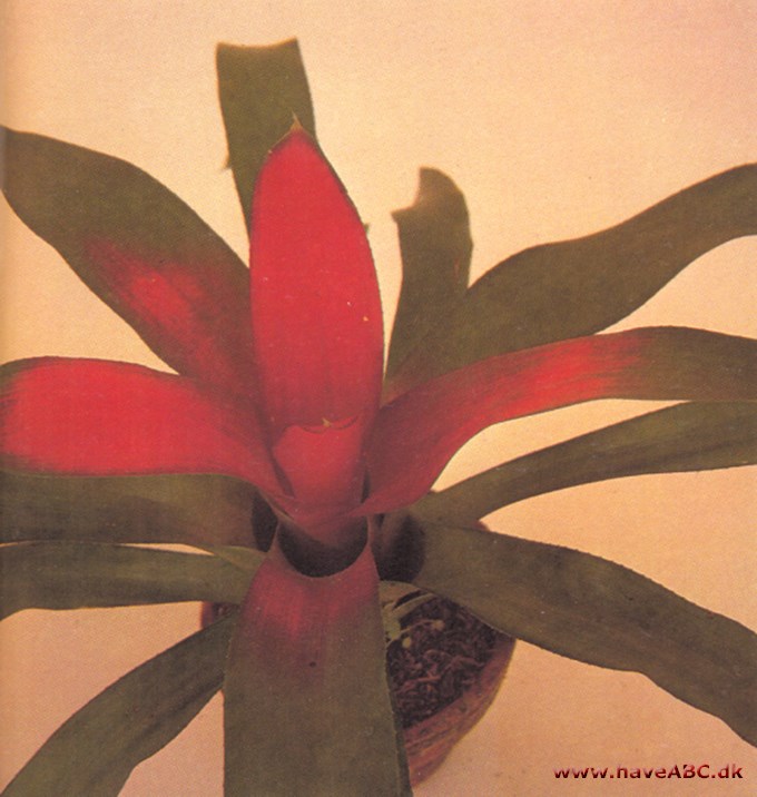 Neoregelia - Neoregelia carolinae - pasning