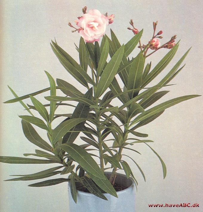 Nerie - Nerium oleander - pasning