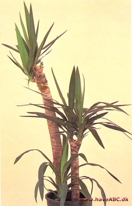 Palmelilje - Yucca elephantipes - pasning