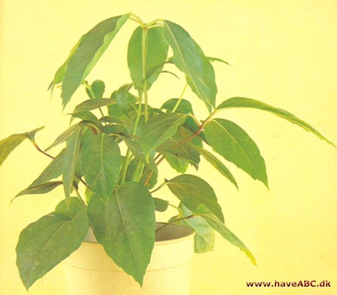 Paraplyplante - Schefflera actinophylla - pasning