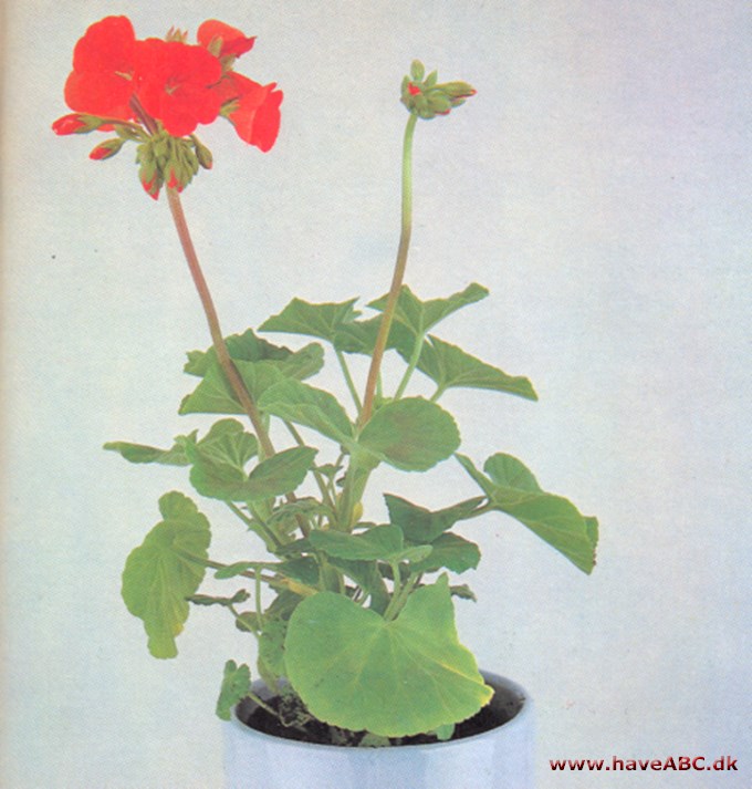 Pelargonie - Pelargonium - pasning